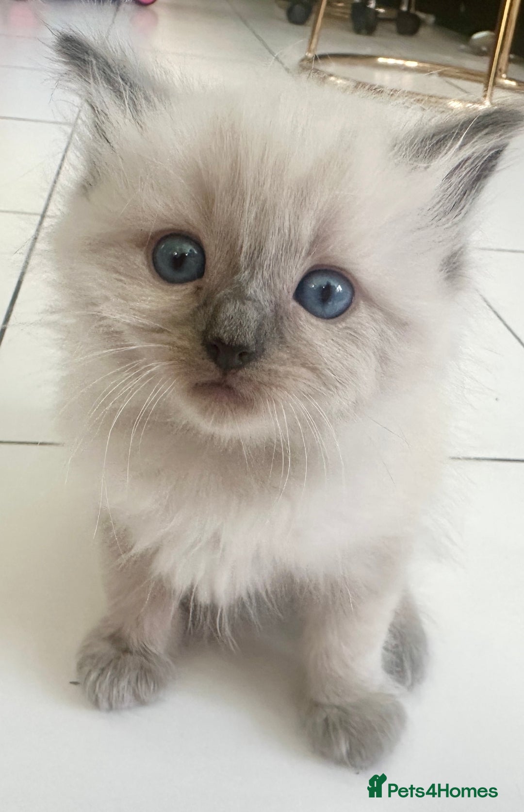 Ragdoll cats for sale: ragdoll kittens ready in 1 week  🩵💚💜 - Image 16