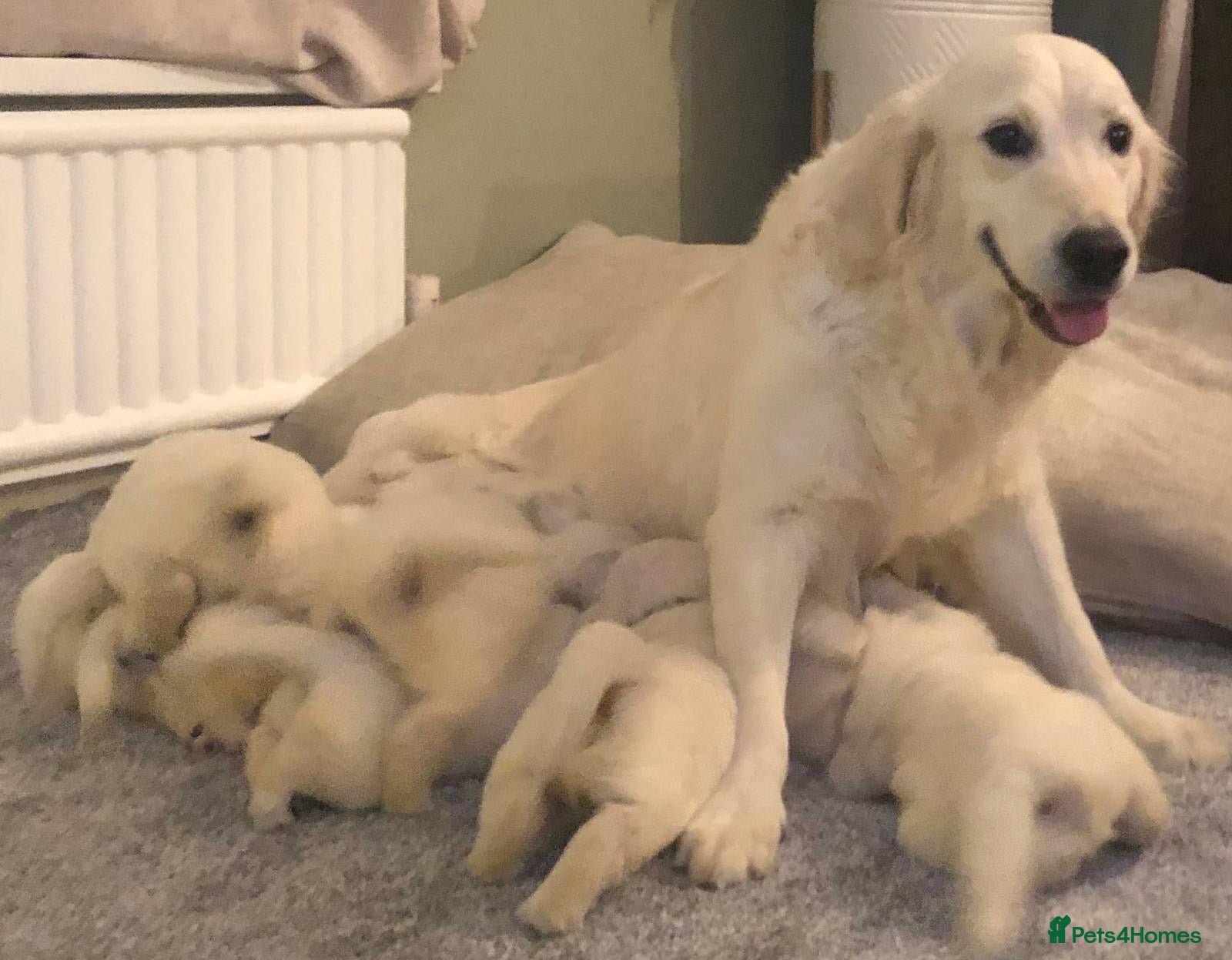 Golden Retriever dogs Super fluffy cream pups - Advert 1