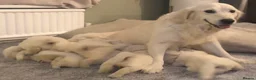 Golden Retriever dogs for sale: Super fluffy cream pups in Newark - Advert 1
