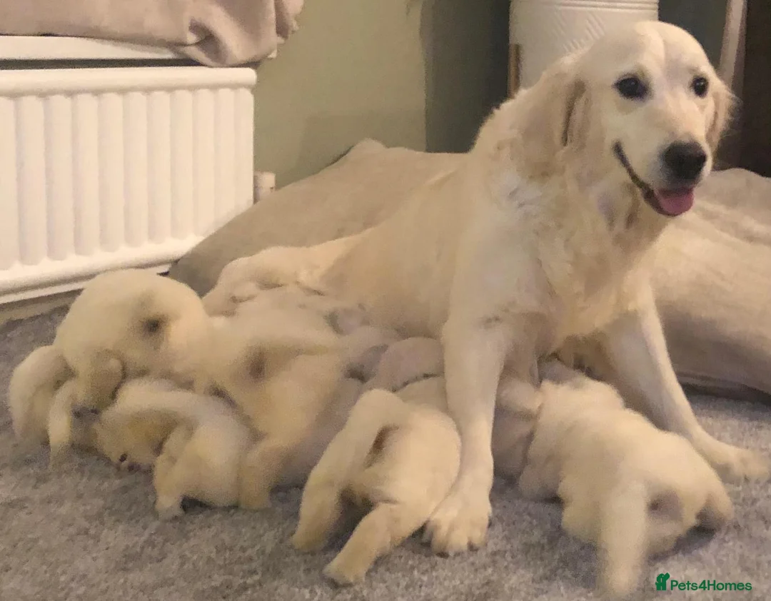 Golden Retriever dogs for sale: Super fluffy cream pups in Newark - Advert 1