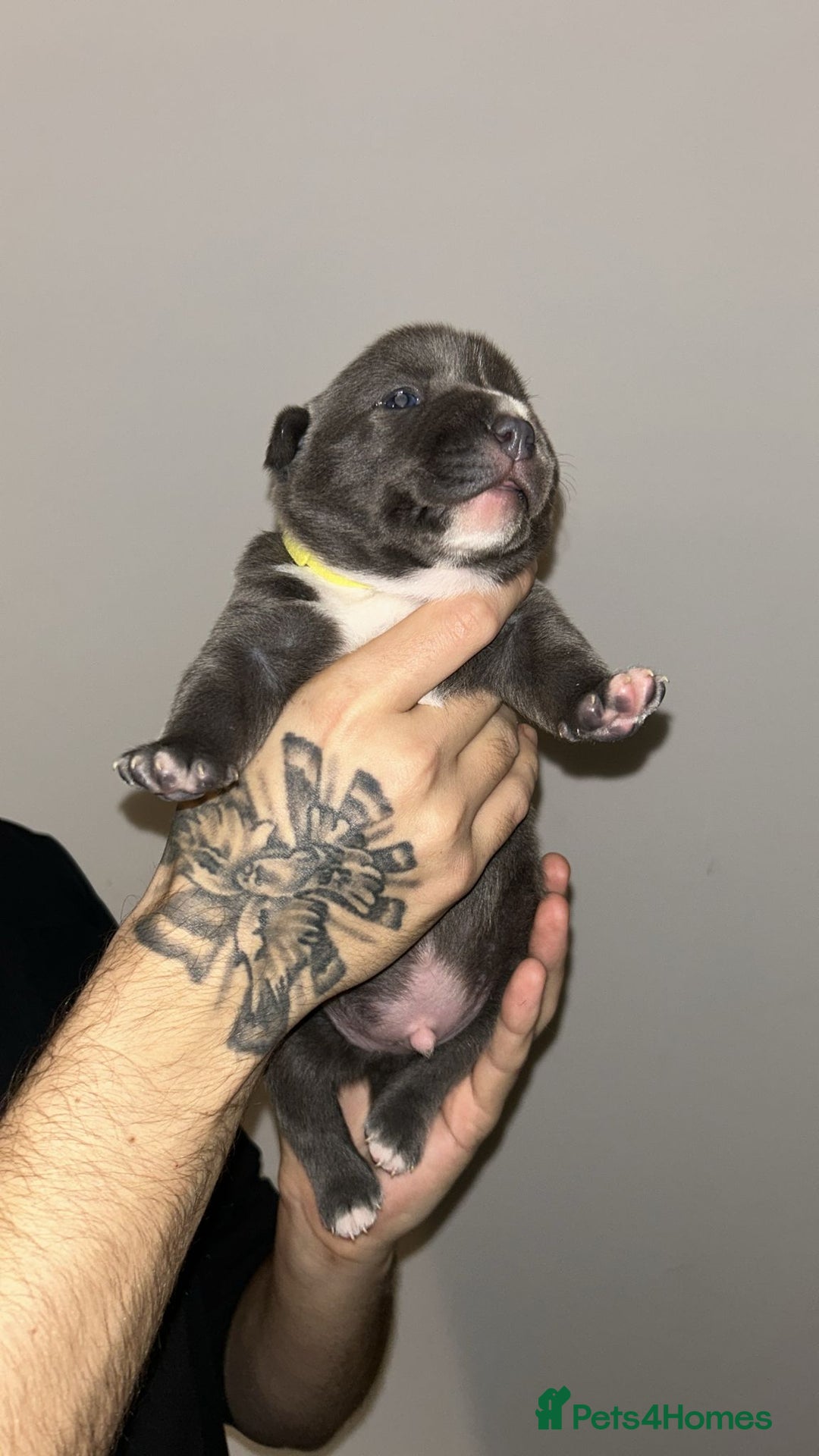 Staffordshire Bull Terrier dogs for sale: Blue staffie puppies   - Advert 11