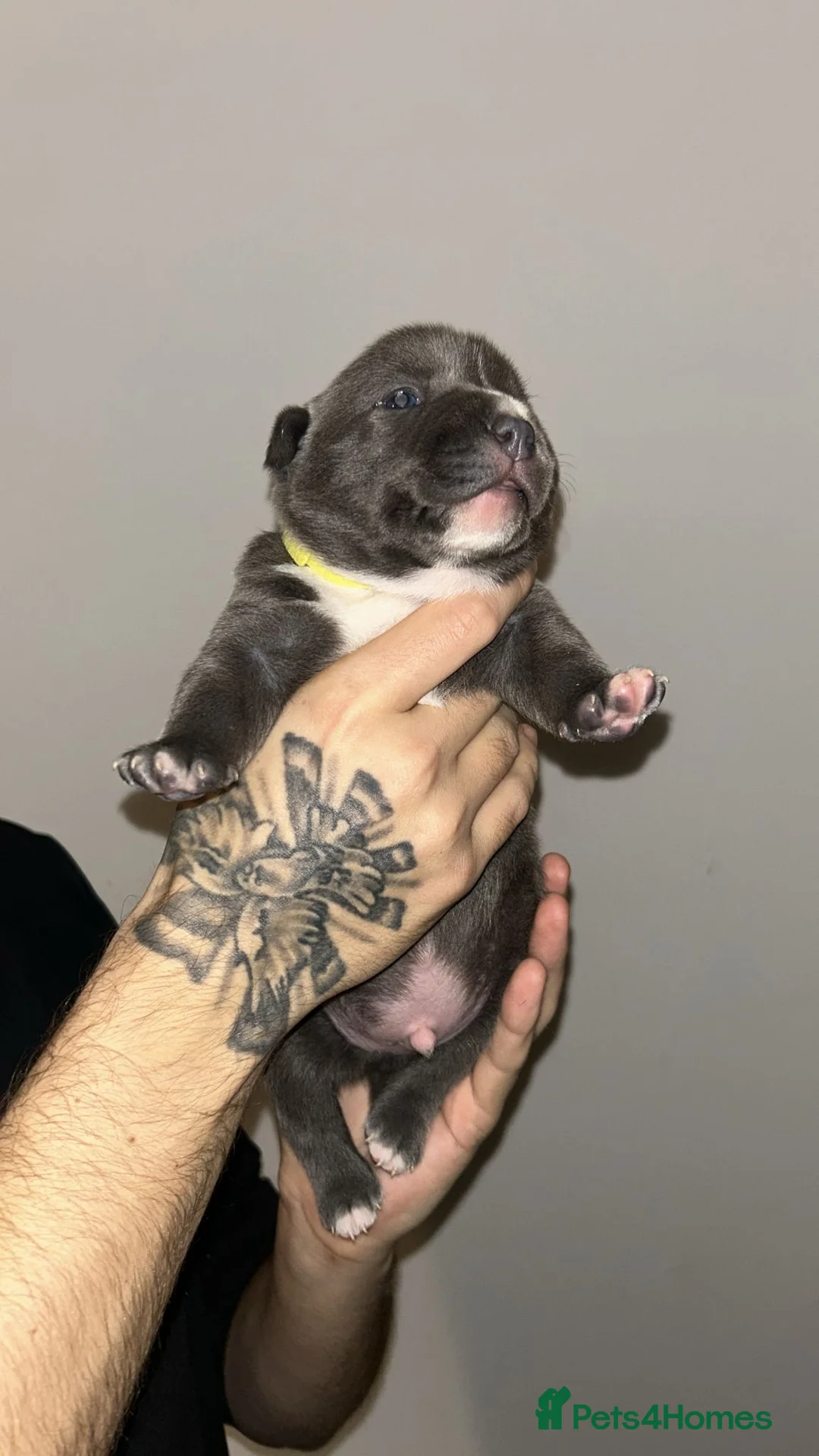 Staffordshire Bull Terrier dogs for sale: Blue staffie puppies   - Advert 16