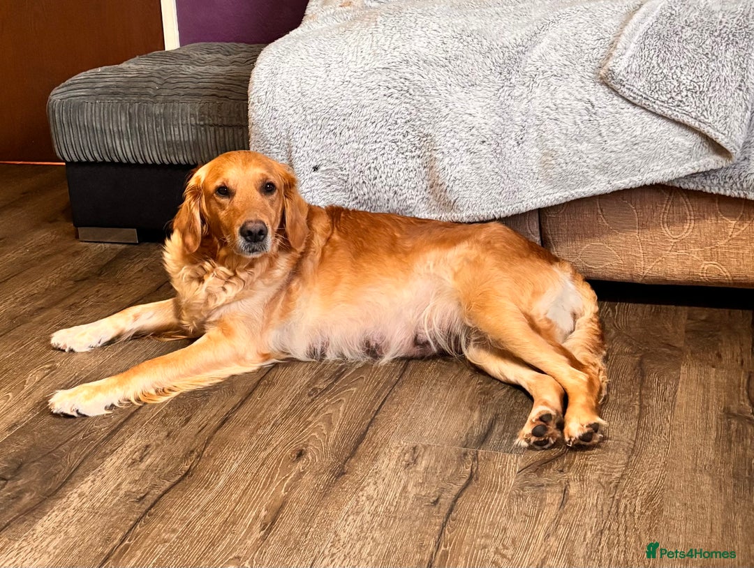 Mini Goldendoodle dogs for sale: ✨Stunning Red/Bronze Golden Doodle Pups ✨ - Advert 1