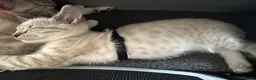Bengal cats for sale: Beautiful sisters 11 weeks  - Advert 5