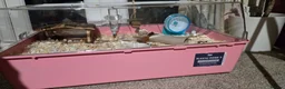 Hamster rodents for sale: Russian dwarf Hamster with cage and accessories in Southend-on-Sea - Advert 2