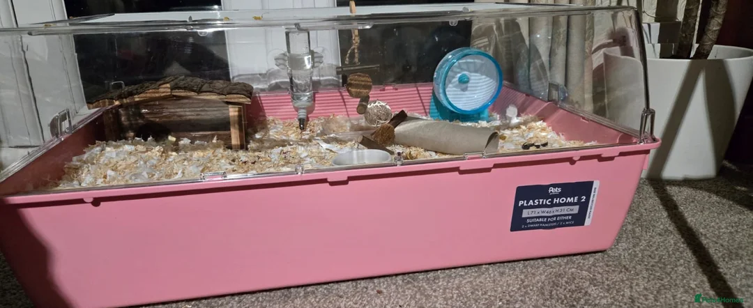 Hamster rodents for sale: Russian dwarf Hamster with cage and accessories in Southend-on-Sea - Advert 2