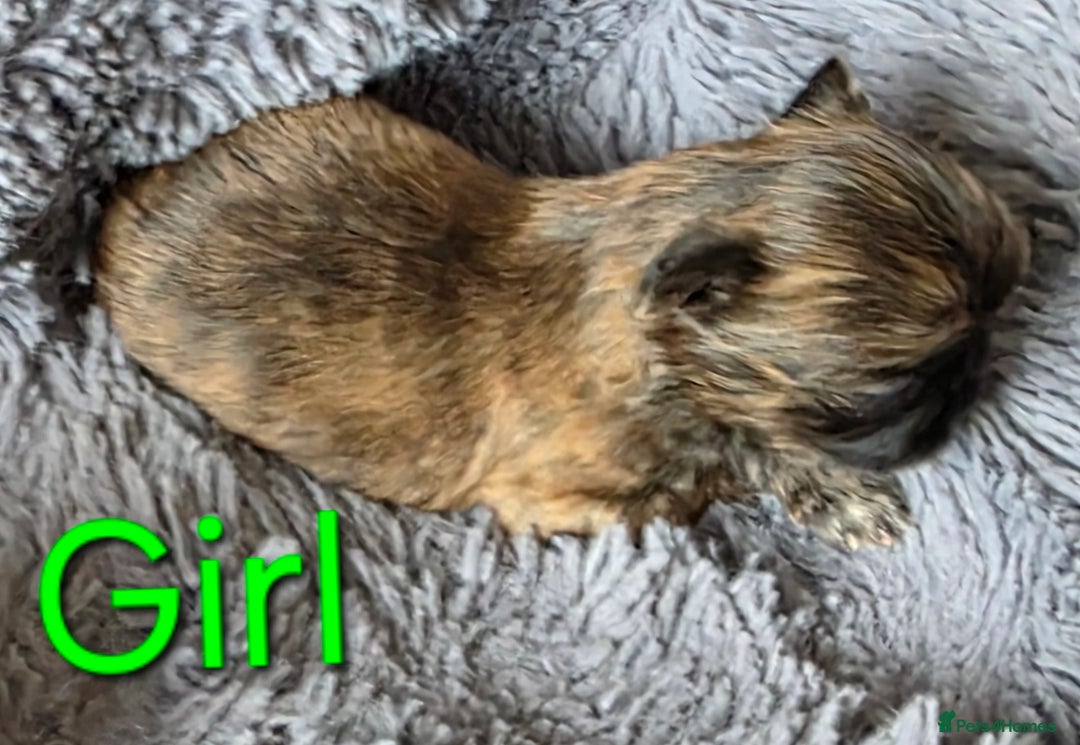 Shih Tzu dogs for sale: Stunning Rare Brindle Imperial Shih Tzu puppies - Image 9