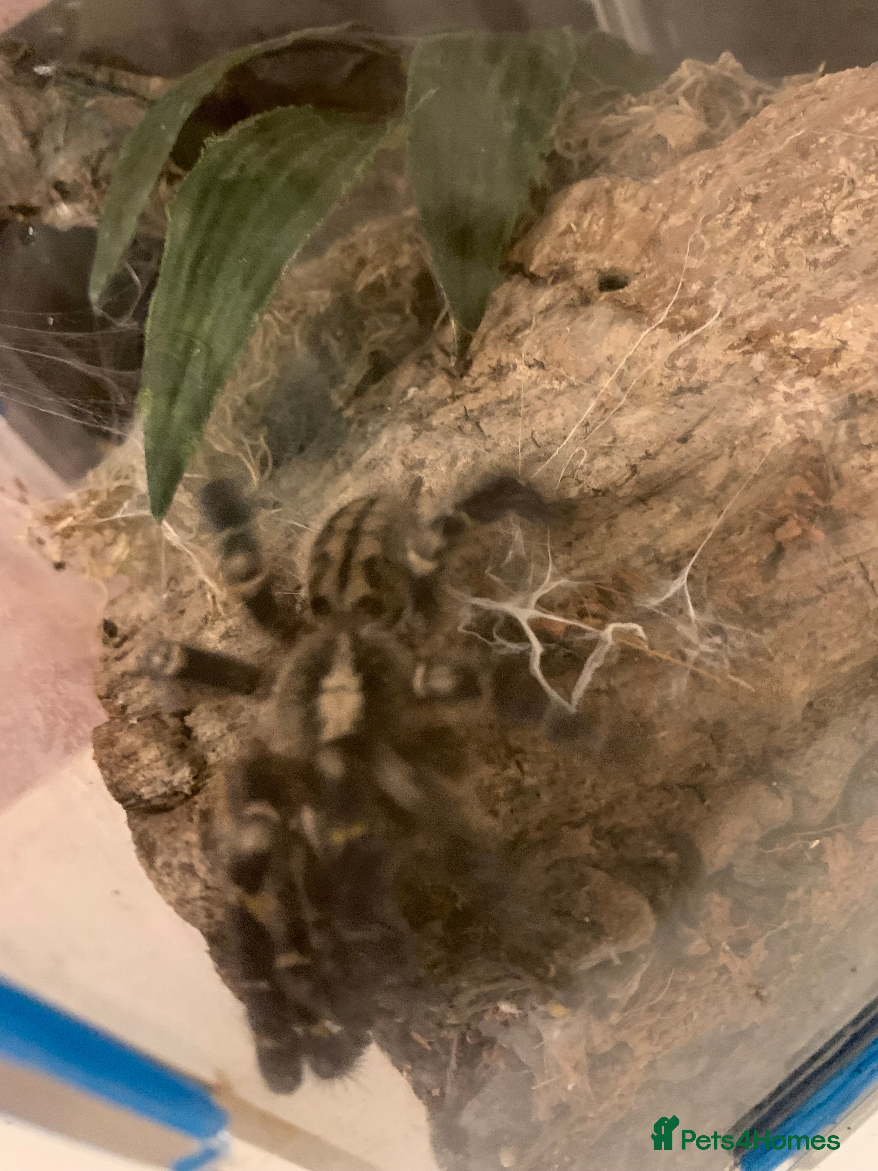 Spiders invertebrates Lampropelma violaceopes (Singapore Blue) - Advert 1