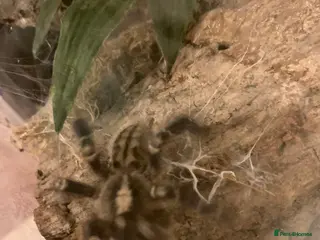 Spiders invertebrates Lampropelma violaceopes (Singapore Blue) - Advert 1