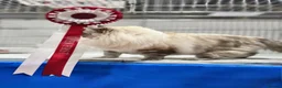 Ragdoll cats for sale: Champion bloodline Ragdoll kittens  in Mansfield - Advert 27