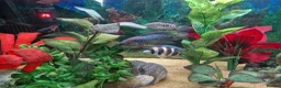 Cichlids fish for sale: Cichlids for sales - Advert 4