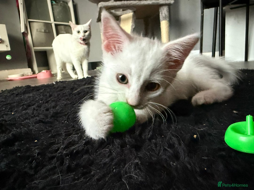 Turkish Angora cats for sale: Turkish Angora last 2 males left  - Image 4