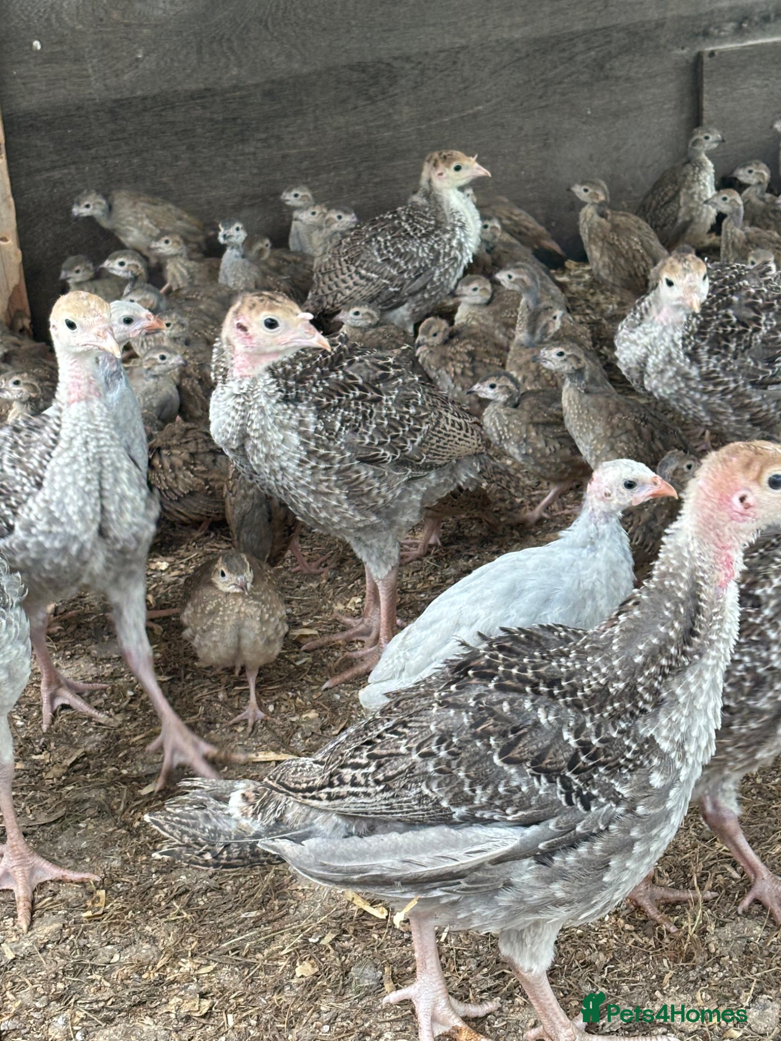 Turkeys poultry Turkey poults  - Advert 5