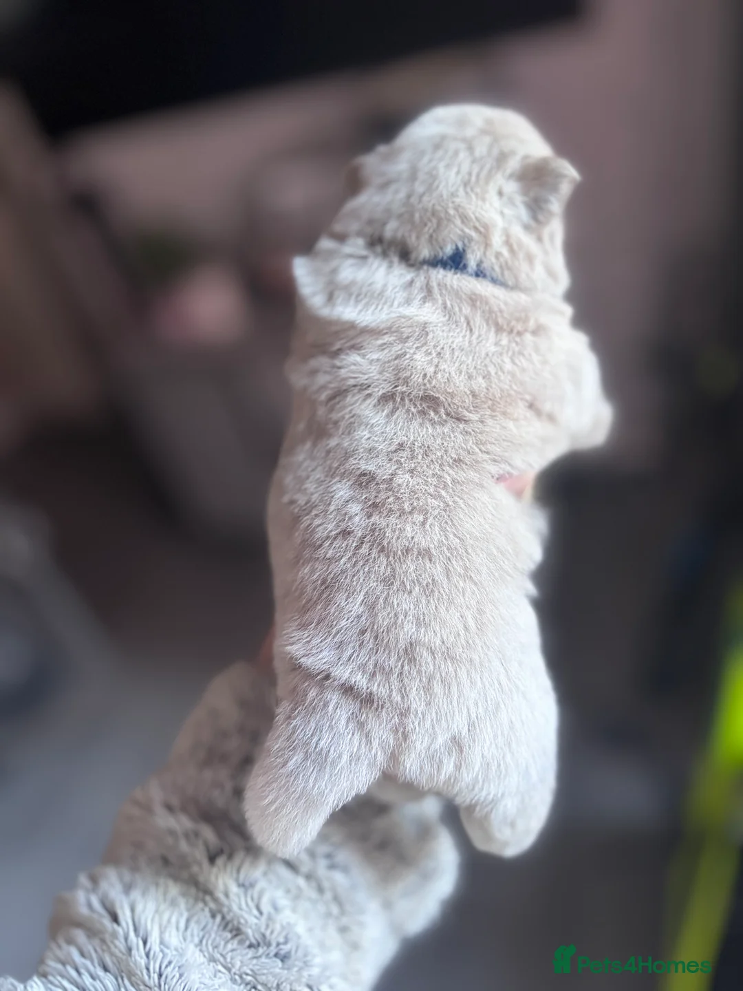 Mixed Breed dogs for sale: Chowpom puppies - Advert 13