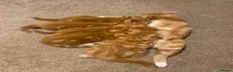 Domestic Shorthair cats for sale: 🧡Beautiful Ginger Kittens - Well Socialised 🐱 in Woking - Advert 6