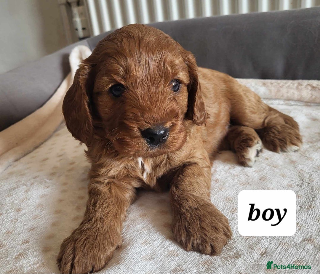 Cavapoo dogs for sale: QUALITY F1 CAVAPOO PUPS - HEALTH TESTED - Image 3