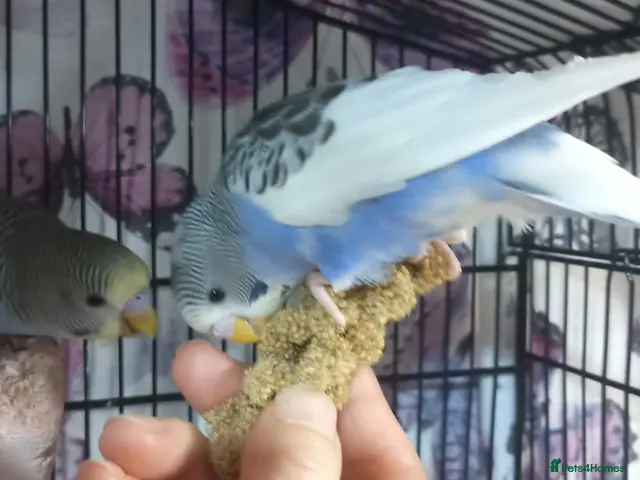 Budgerigars birds for sale: Outstanding pet baby budgies priced from £40 - Advert 2