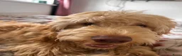 Cockapoo dogs for sale: Cockapoo  - Advert 1
