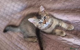 Scottish Fold cats for sale: TICA registered Scottish Fold ready to collect  - Image 9