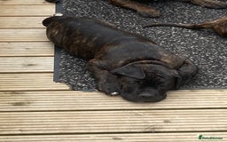 Mixed Breed dogs for sale: Old tyme bulldog in Shotts - Image 28