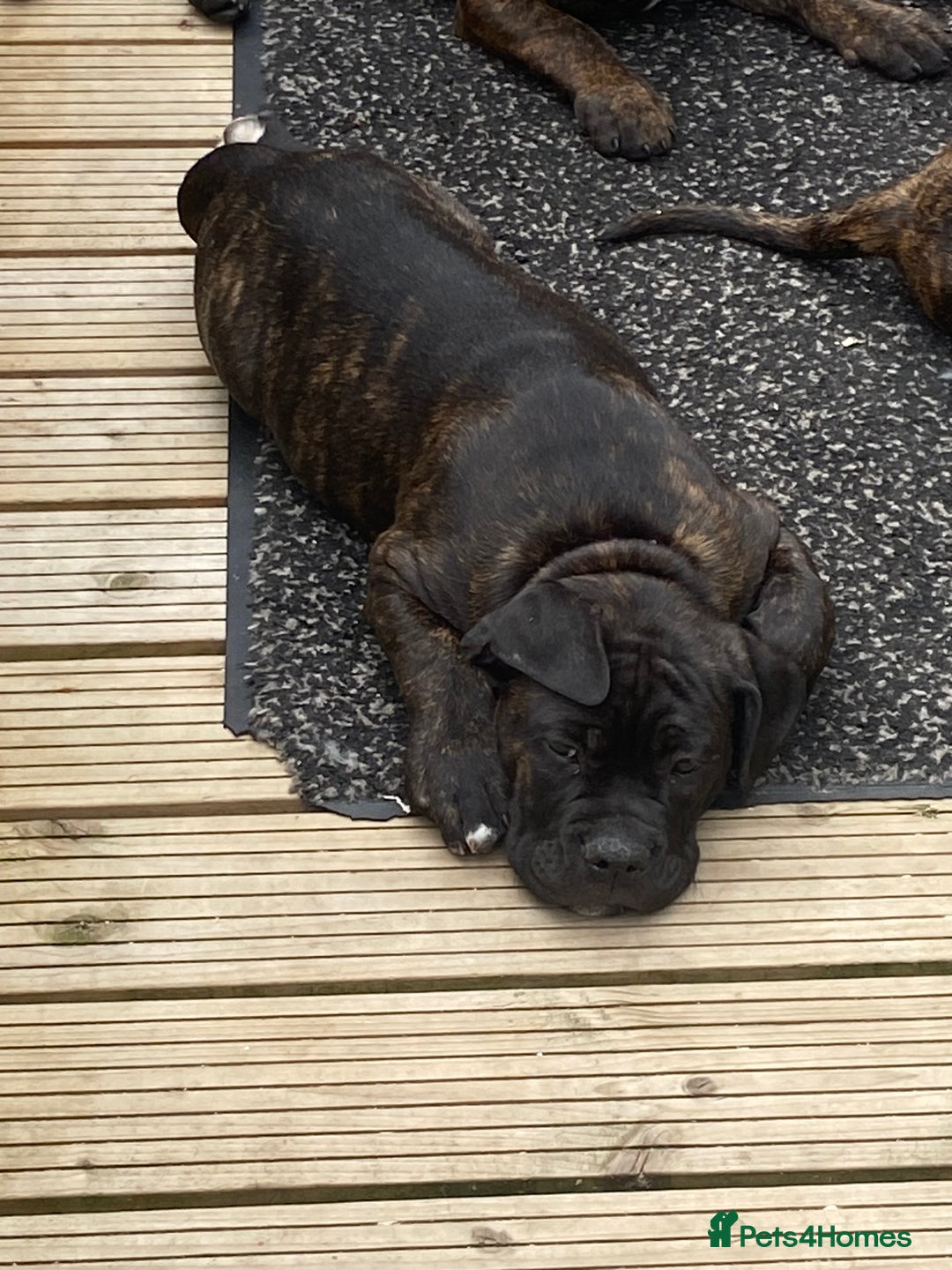 Mixed Breed dogs for sale: Old tyme bulldog in Shotts - Image 28