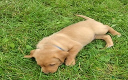 Labrador Retriever dogs for sale: Labrador pups for sale  - Image 4