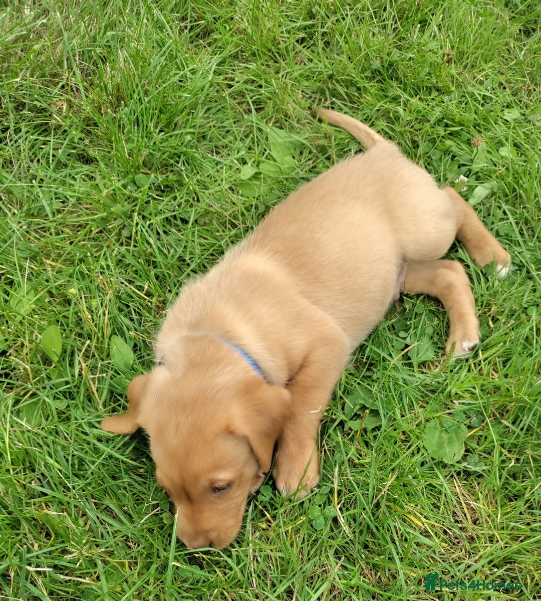 Labrador Retriever dogs for sale: Labrador pups for sale  - Image 4