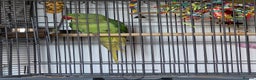 Parrots birds for sale: Goku the alexandrine parrot - Advert 5