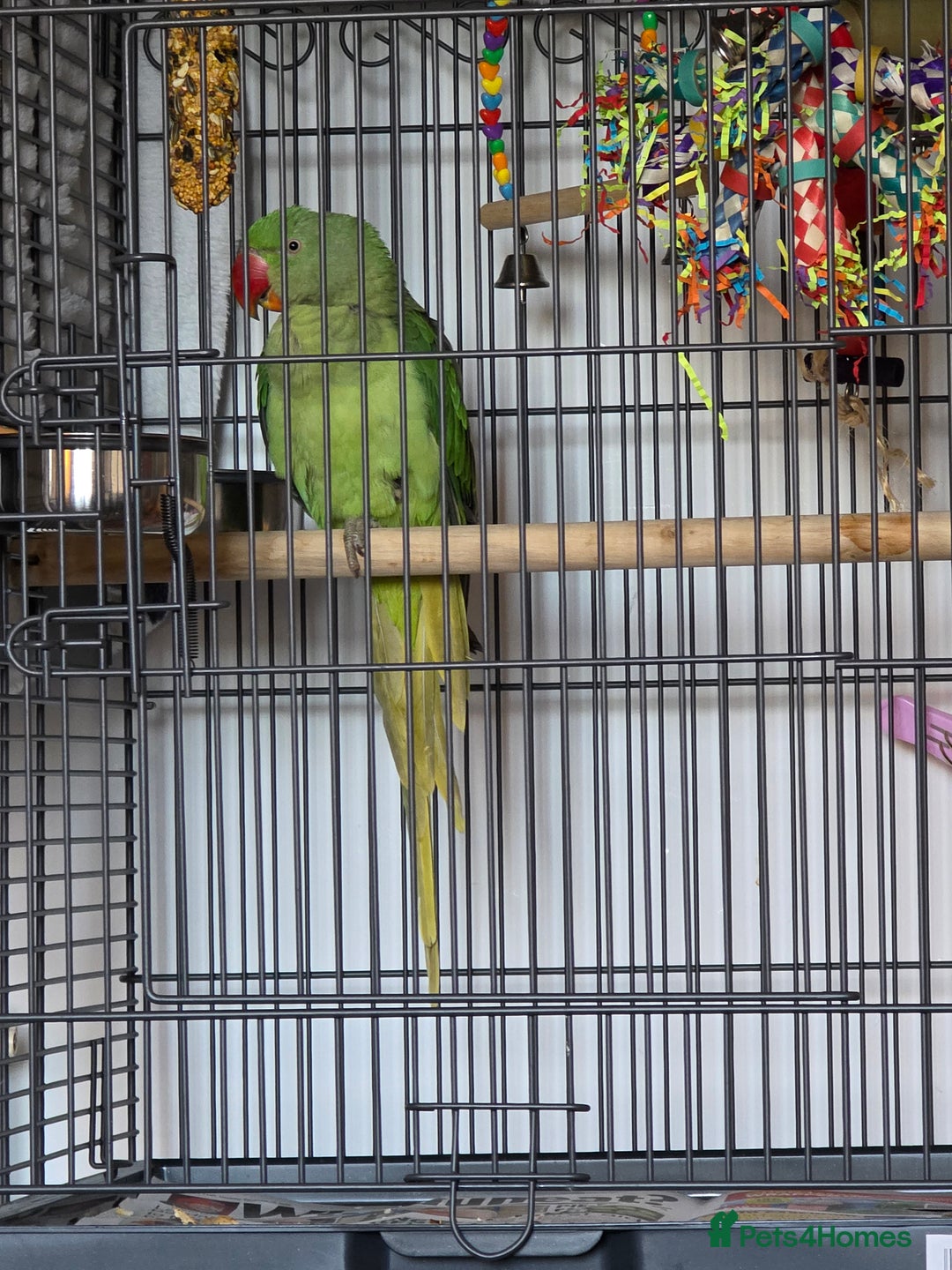 Parrots birds for sale: Goku the alexandrine parrot - Advert 5