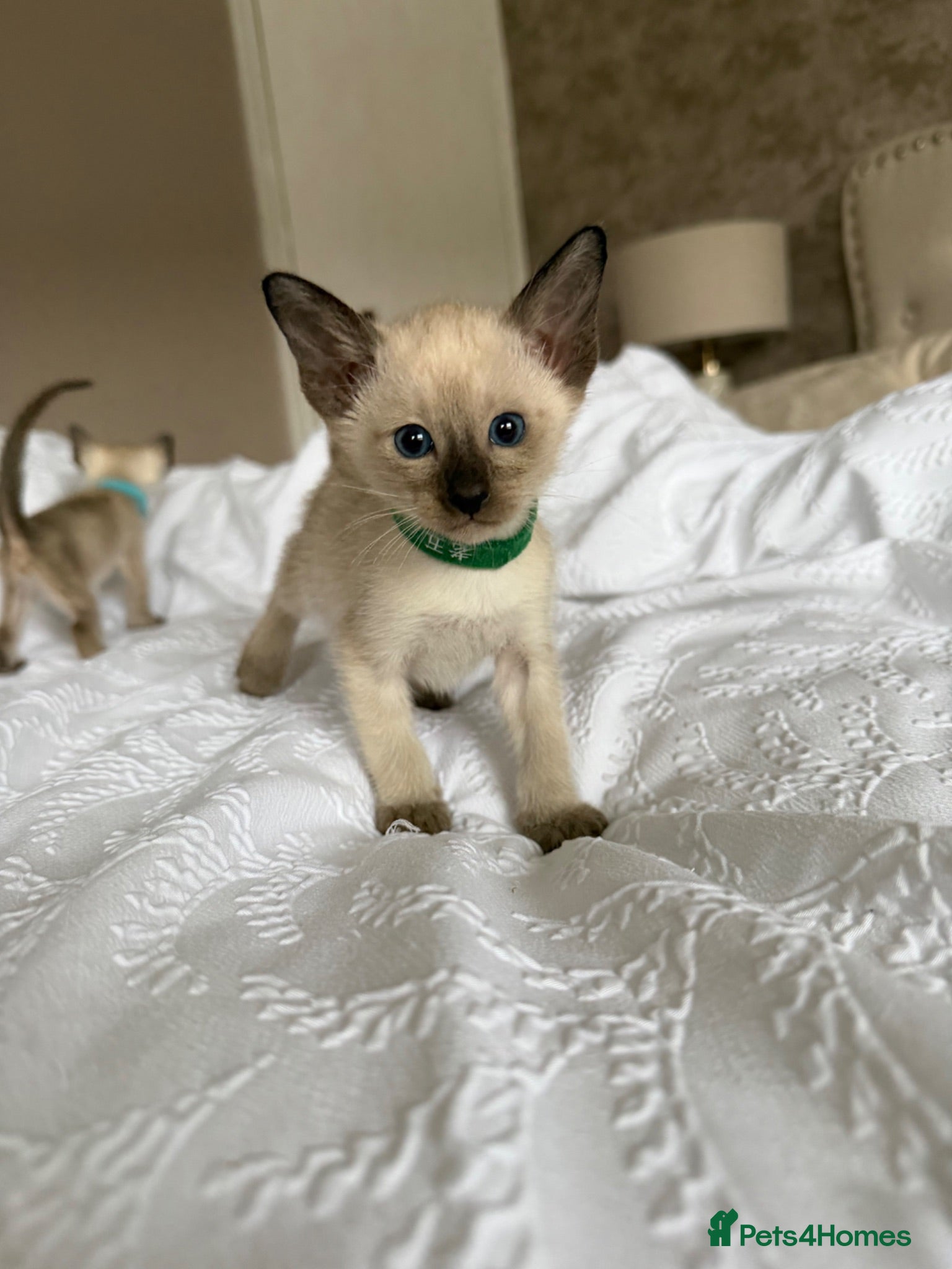 Siamese cats Siamese Kittens Ready 29th 🐱 - Advert 1