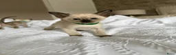 Siamese cats for sale: READY NOW 🐱 - Advert 1