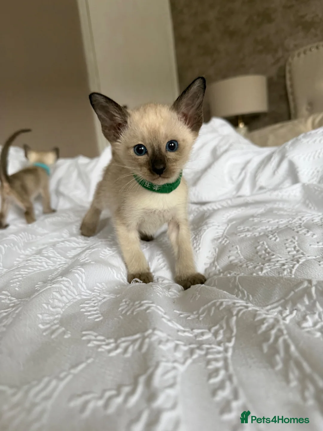 Siamese cats for sale: READY NOW 🐱 - Advert 1