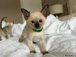 Siamese cats READY NOW 🐱 - Advert 1