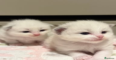 Ragdoll cats - Advert 9