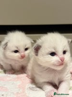 Ragdoll cats - Advert 6