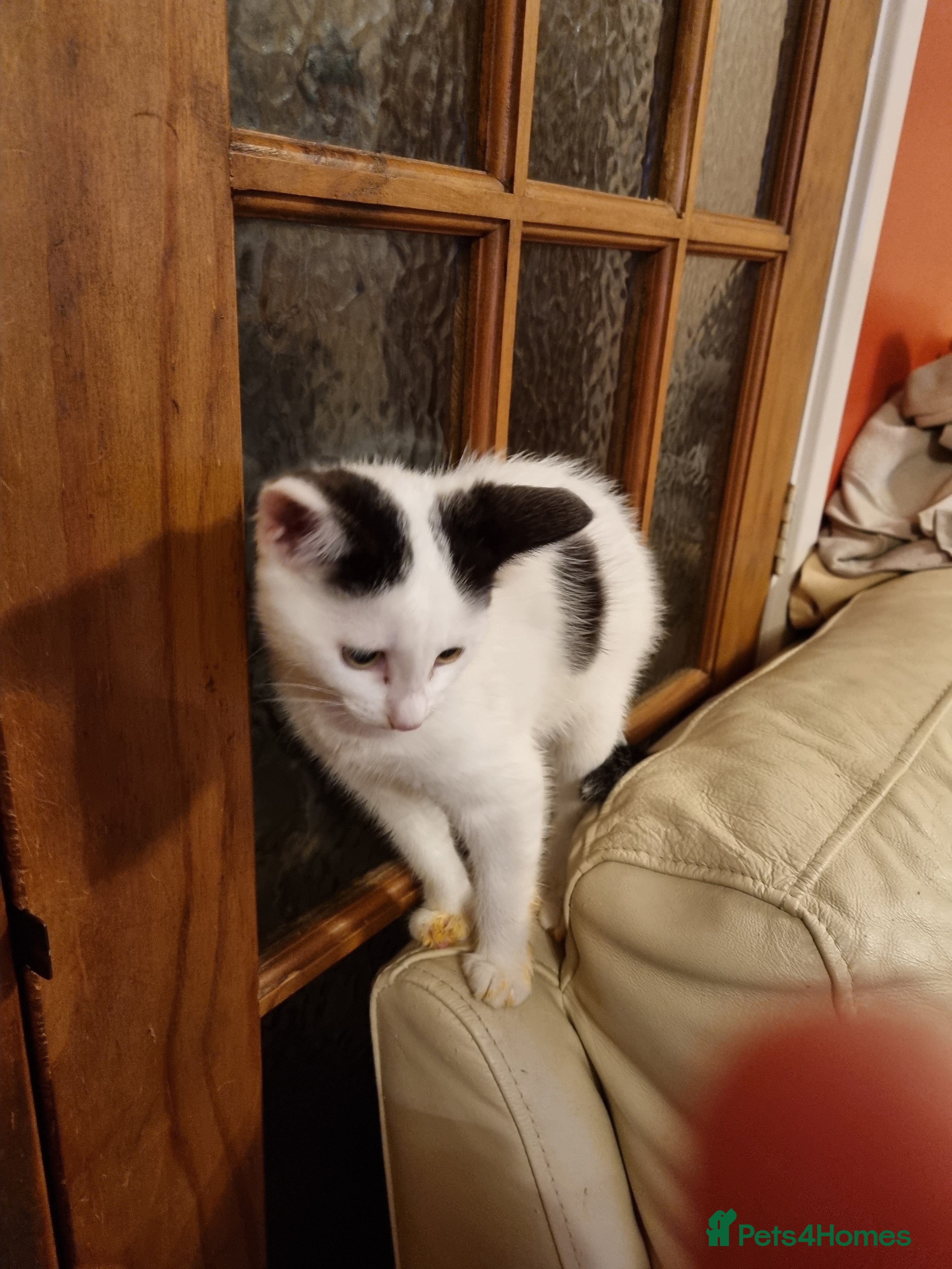 British Shorthair cats Kitten for sale - Advert 1