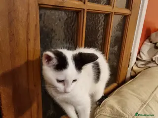 British Shorthair cats Kitten for sale - Advert 1