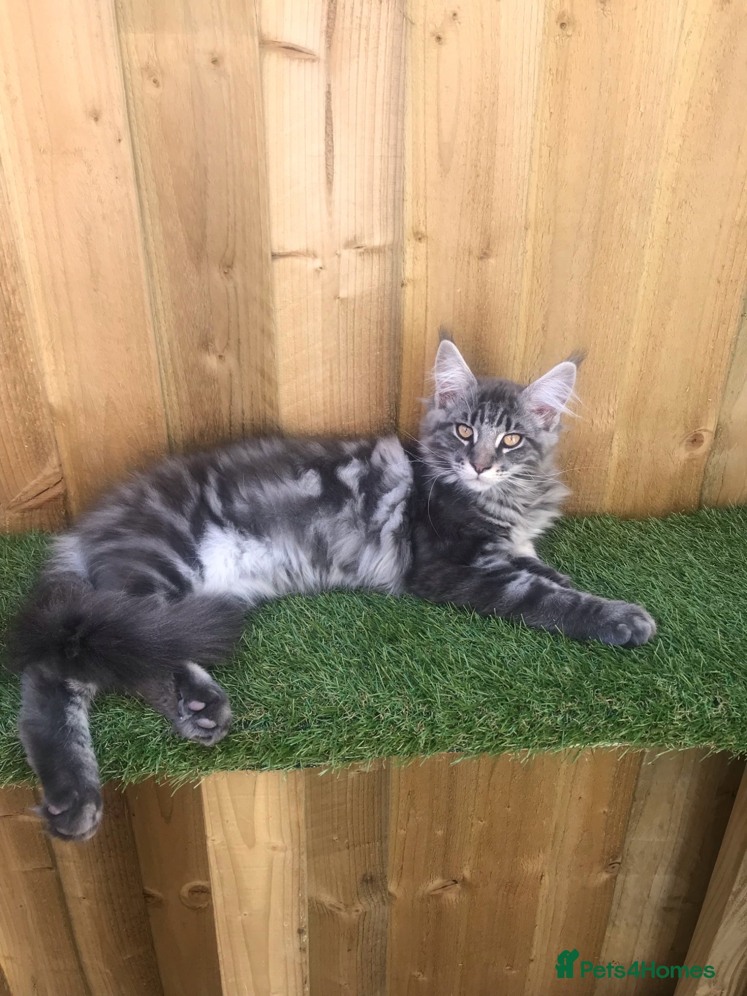 Maine Coon cats for sale: Tica boys available  - Advert 10