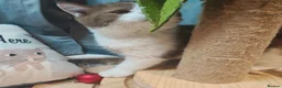 British Shorthair cats for sale: Blue golden, lilac gold, cinnamon bi colour  - Advert 8