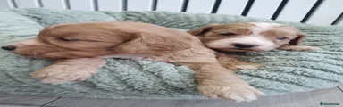 Cockapoo Puppy 3