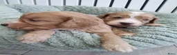 Cockapoo dogs for sale: Stunning cockapoos - Advert 3