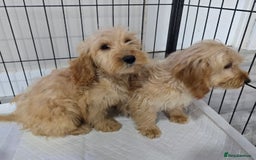 Cockapoo dogs for sale: Cockerpoos - Image 6