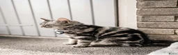 British Shorthair cats for sale: Gorgeous British shorthair tabby litter - Advert 31