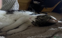 Domestic Shorthair cats for sale: Heartbreakingly a marriage breakup forces rehome - Image 21