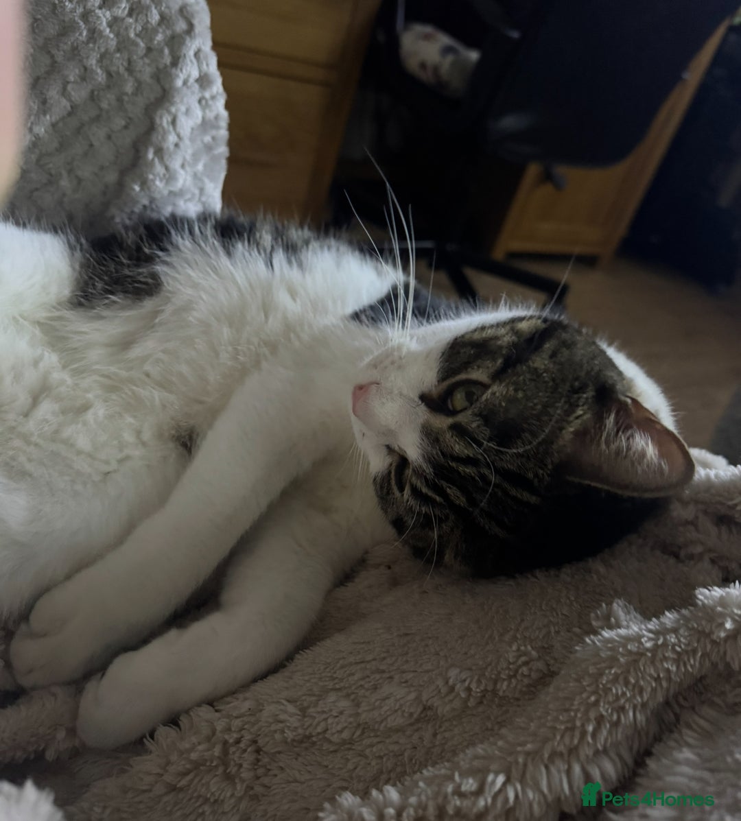 Domestic Shorthair cats for sale: Heartbreakingly a marriage breakup forces rehome - Image 21