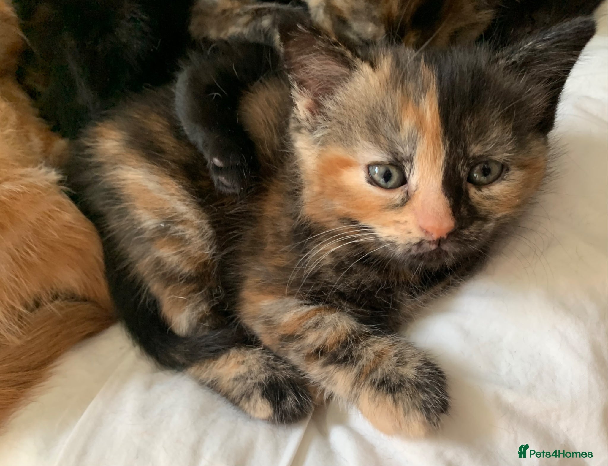 Turkish Angora cats for sale: Longhaired Turkish Angoras x 2 boys 4 girls in Wakefield - Advert 8