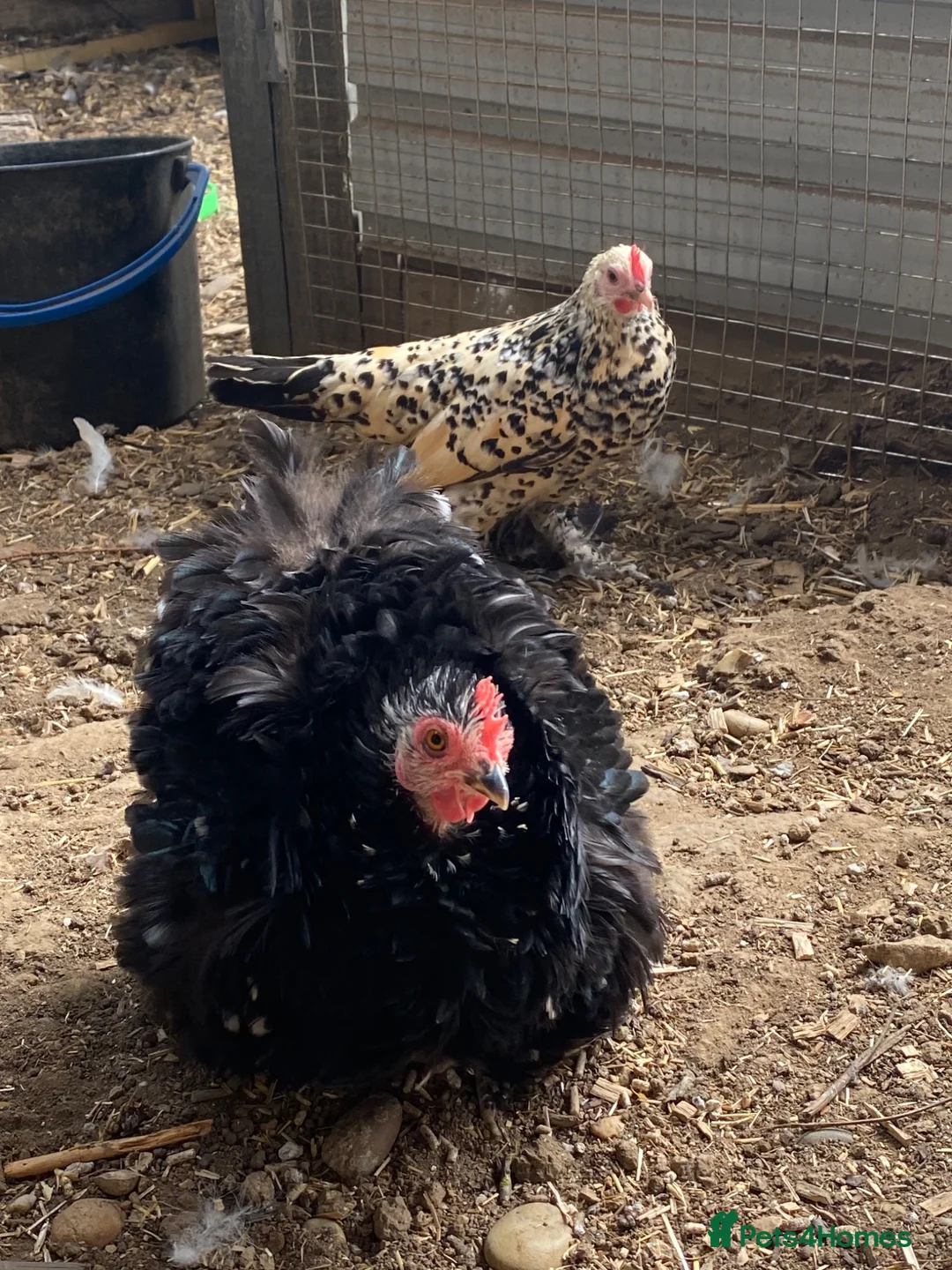 Chickens poultry for sale: Fancy chickens for sale - Advert 11
