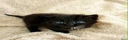 Persian cats for sale: Persian x Bengal Kittens in Bristol - Advert 2