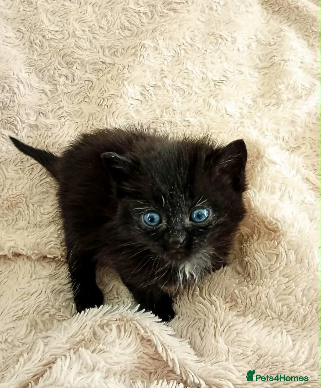 Persian cats for sale: Persian x Bengal Kittens in Bristol - Advert 2