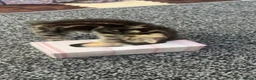 Bengal cats for sale: 13 week old lost and found kitten boy  in Cardiff - Advert 7